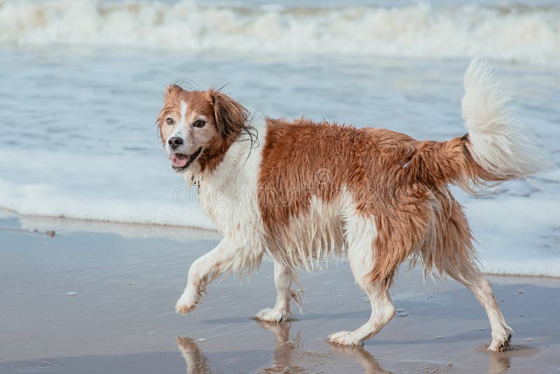 Happy dog at the sea coast