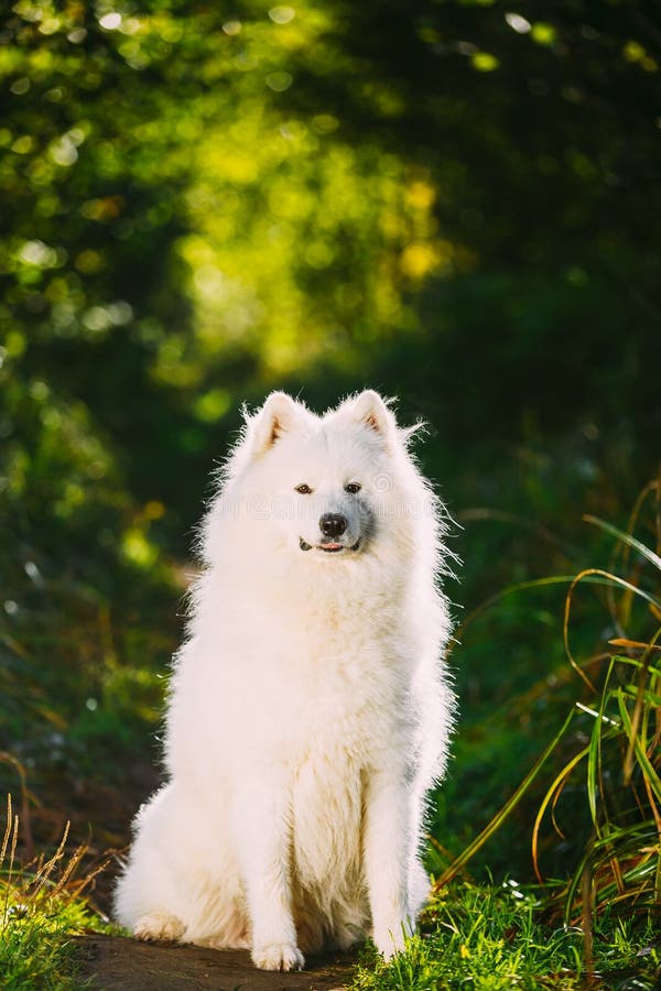 Happy Funny Lovely White Samoyed Dog Outdoor In Summer Park Stock Photo ...