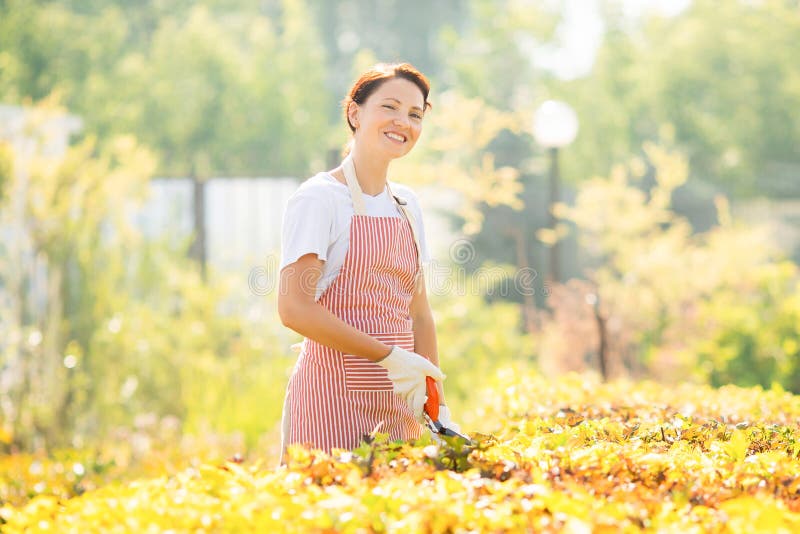 Happy gardener woman worker trimming bushes and shrubs with hedge shears in garden tidy.