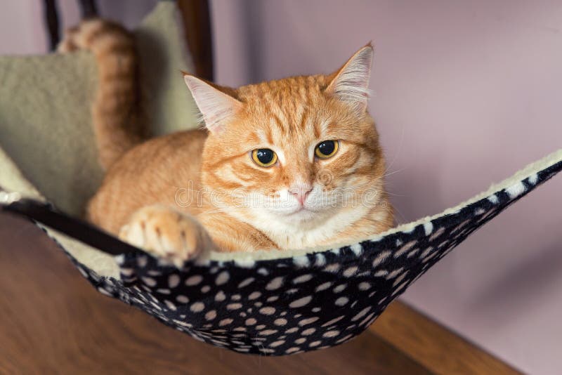 Happy ginger cat