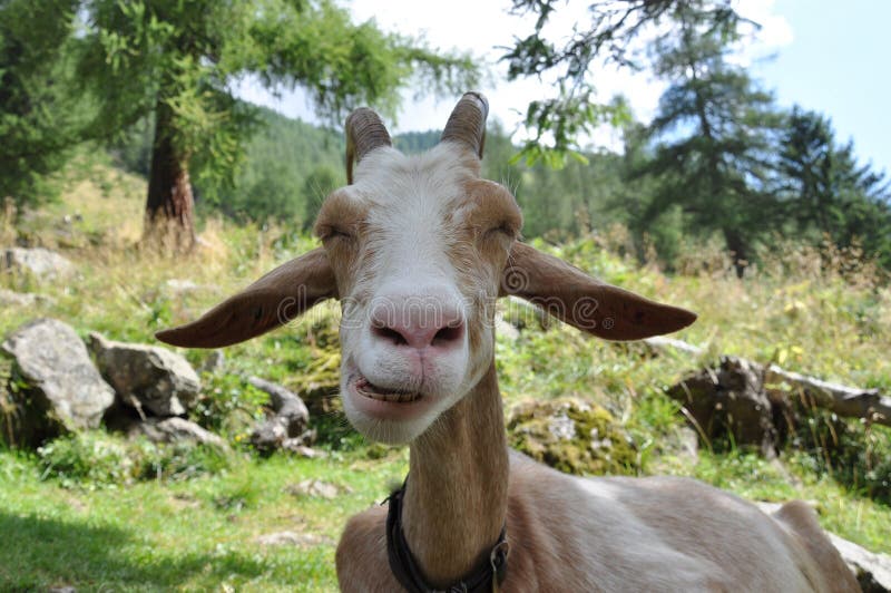 Happy goat stock photo. Image of outdoors, looking, goat - 61312250