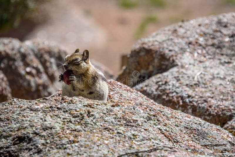 Happy, funny Golden Mantled Ground Squirrel eating a cherry, enjoying with his eyes closed