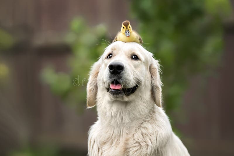 Funny Golden Retriever Dog with a Duckling on Her Head Stock Photo - Image  of baby, mammal: 193094572