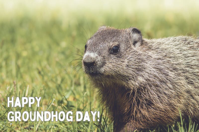 Happy Groundhog Day white text with adorable Groundhog