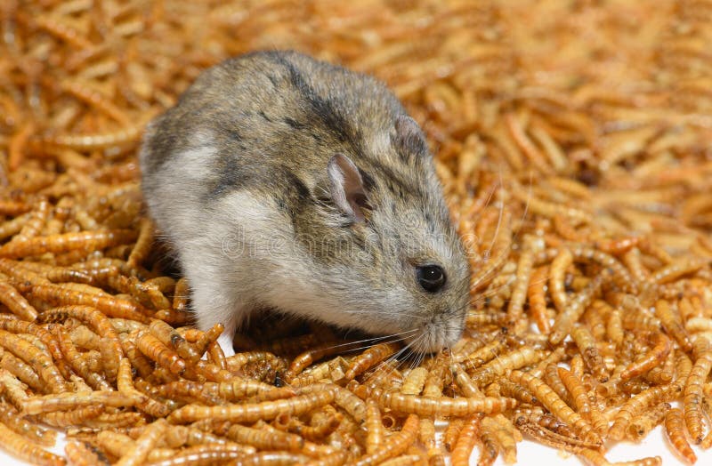 dwarf hamster mealworms