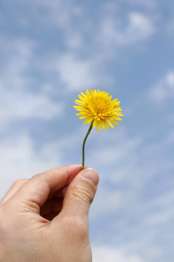 Happy Hand Flower 2 stock photo Happy Hand Flower 2 stock photo
