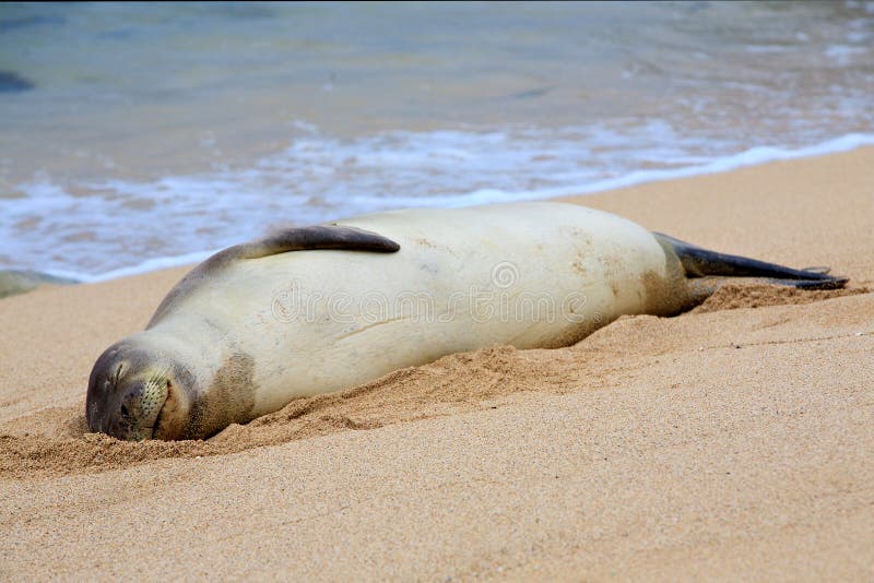 Happy Hawaiian Monk Seal