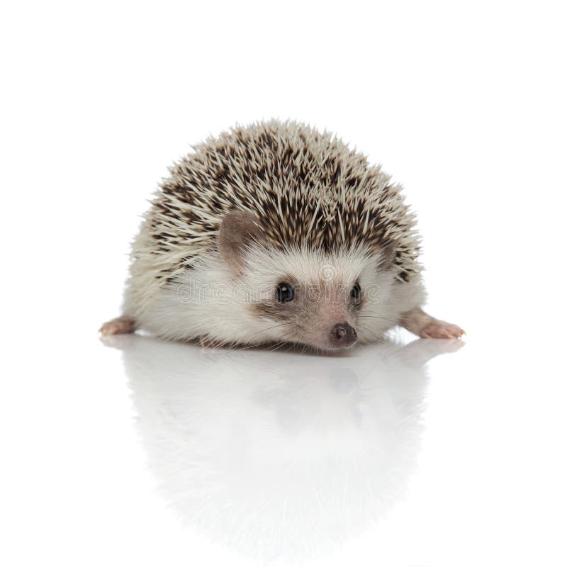 picture Happy Hedgehog Photos dreamstime com