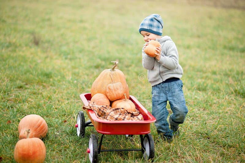 Happy little toddler boy on pumpkin patch on cold autumn day with a lot of pumpkins for halloween or thanksgiving. Kid picking pumpkin at farm autumn season, fall, orange, harvest, child, fun, seasonal, october, adorable, family, gardening, cute, holiday, childhood, field, young, jack-o-lantern, happiness, squash, agriculture, smiling, festival, beautiful, vegetable, organic, healthy, leisure, nature, outside, portrait, choose, smile. Happy little toddler boy on pumpkin patch on cold autumn day with a lot of pumpkins for halloween or thanksgiving. Kid picking pumpkin at farm autumn season, fall, orange, harvest, child, fun, seasonal, october, adorable, family, gardening, cute, holiday, childhood, field, young, jack-o-lantern, happiness, squash, agriculture, smiling, festival, beautiful, vegetable, organic, healthy, leisure, nature, outside, portrait, choose, smile