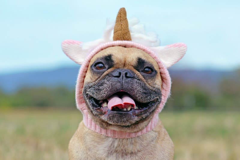 Lächelnder Hund Der Französischen Bulldogge Oben Verkleidet Als
