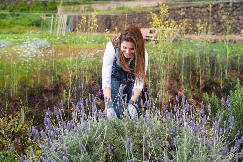 Happy farmer working in garden cutting lavender flower