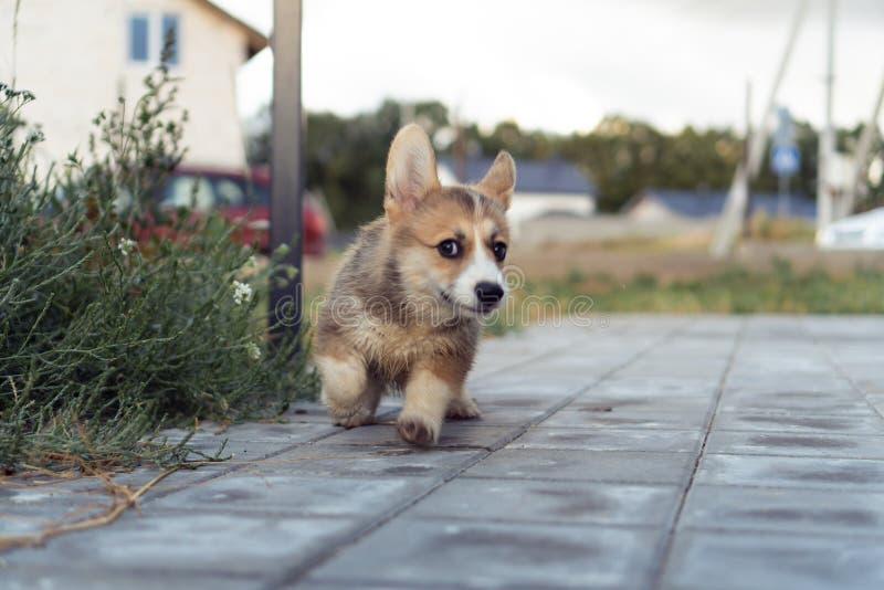 Happy little corgi dog running on paving stones outdoors on summer day. Brown fluffy cute puppy walking near house yard.