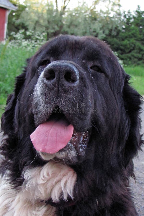 Happy Newfoundland Dog Running in Forest Winter Stock Image Image of mammal, cheerful 106979541