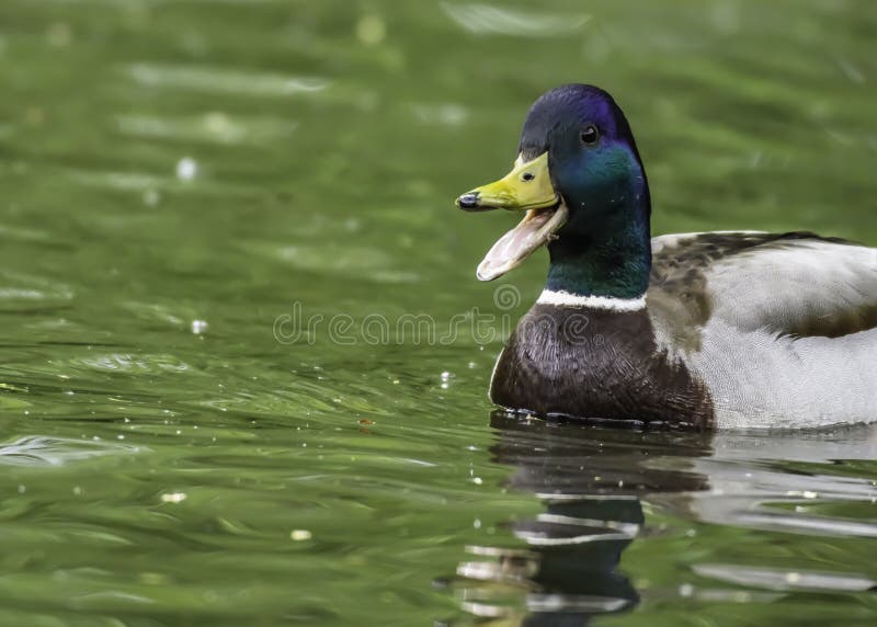 Happy mallard duck in water