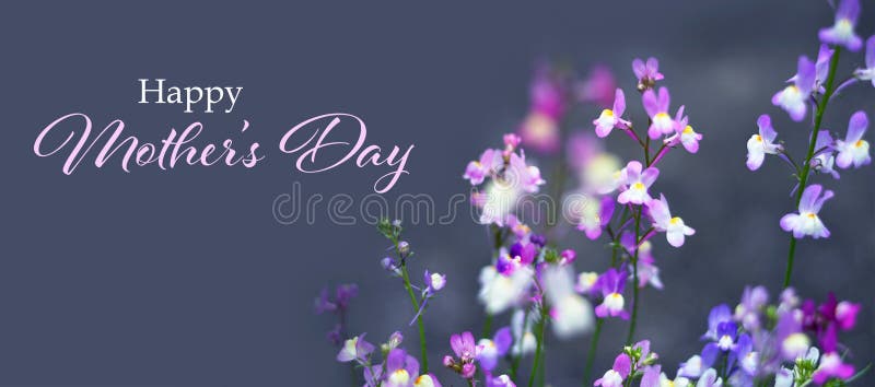 Happy Mothers Day card. Spring flowers in the garden royalty free stock photo Happy Mothers Day card. Spring flowers in the garden royalty free stock photo