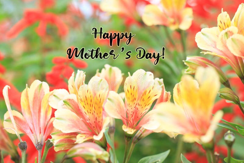 Happy Mothers Day. On colorful background of tulip flowers blossom in tropical garden background. Card greeting text with nature. royalty free stock photos Happy Mothers Day. On colorful background of tulip flowers blossom in tropical garden background. Card greeting text with nature. royalty free stock photos