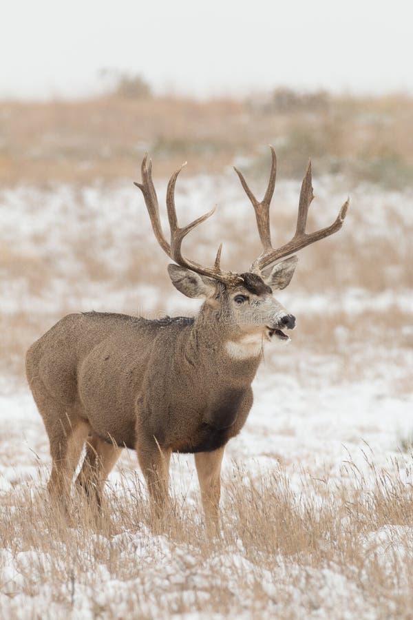 Happy Mule Deer Buck stock image. Image of nature, wildlife - 79941069