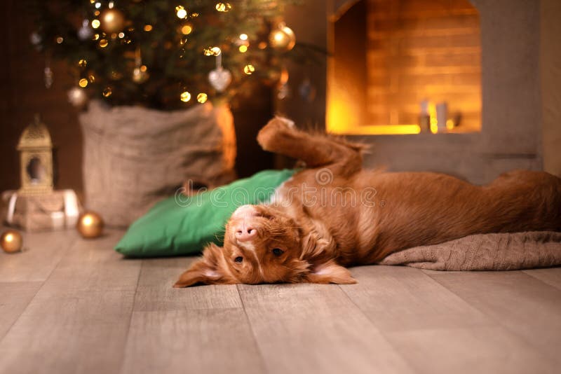 Happy New Year, Christmas, Dog Nova Scotia Duck Tolling Retriever, holidays and celebration stock photos Happy New Year, Christmas, Dog Nova Scotia Duck Tolling Retriever, holidays and celebration stock photos