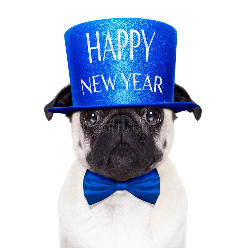 Happy new year dog royalty free stock photography Happy new year dog royalty free stock photography