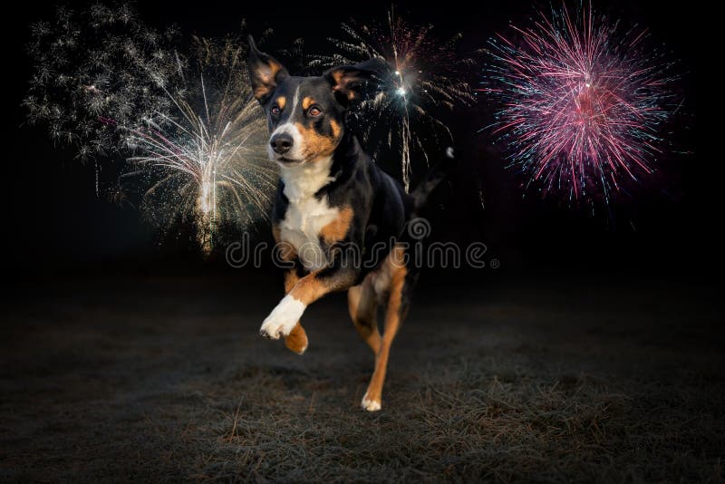 Fireworks on Black Dog Bandana Large 