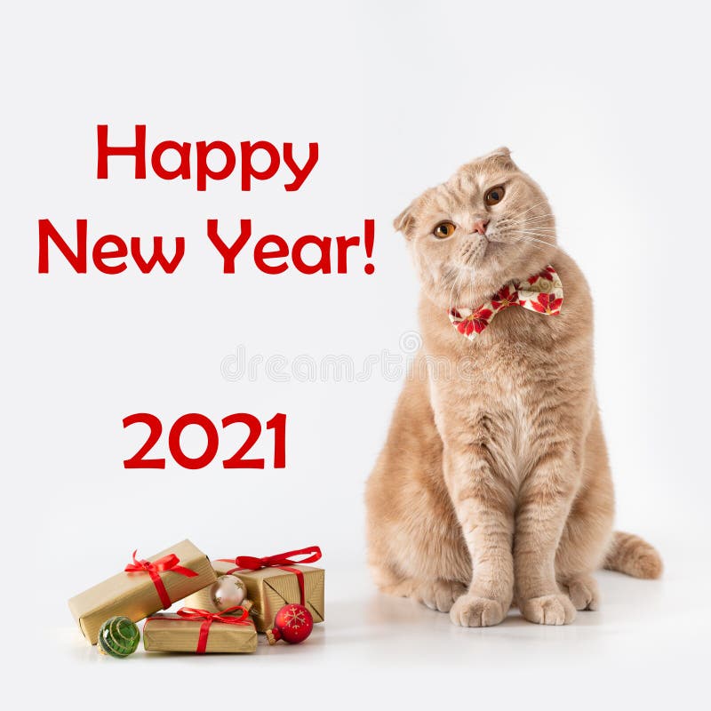 Happy New Year Greeting Card with a Cute Cat Wearing a Bow Tie. Funny Cat Sitting on White Background with Gift Boxes Stock Photo - Image of little, happy: 203698558 Happy New Year Greeting Card with a Cute Cat Wearing a Bow Tie. Funny Cat Sitting on White Background with Gift Boxes Stock Photo - Image of little, happy: 203698558