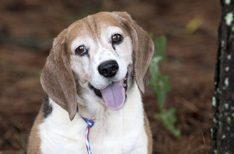 Happy Older Beagle Dog Outside on Leash Stock Image - Image of spayed, shelter: 154194857 Happy Older Beagle Dog Outside on Leash Stock Image - Image of spayed, shelter: 154194857