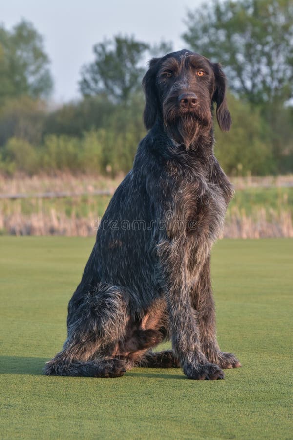 german longhaired dog