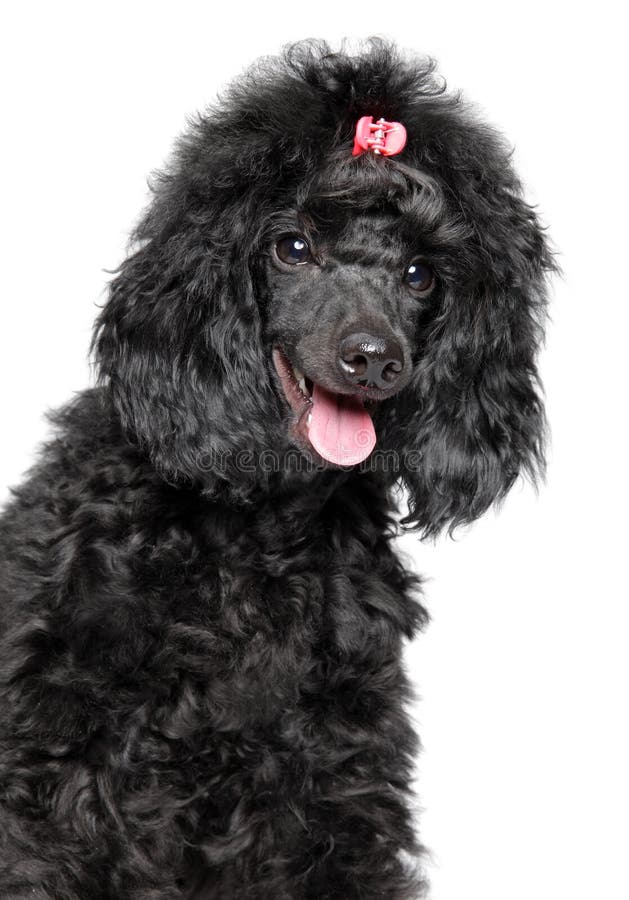 Happy poodle puppy on white background royalty free stock image Happy poodle puppy on white background royalty free stock image