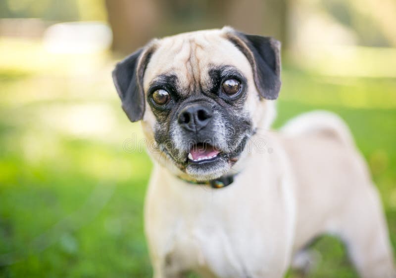 A Happy Pug X Beagle Mixed Breed Dog Outdoors Stock Image Image of adorable, pets 191407645