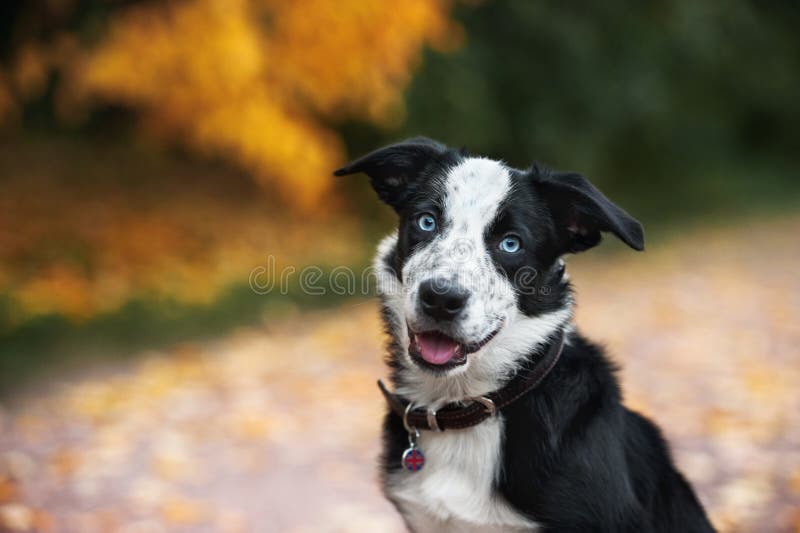 Portrait of happy puppy border collie in autumn