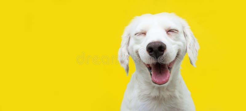 Happy puppy dog smiling on isolated yellow background. Happiness concept