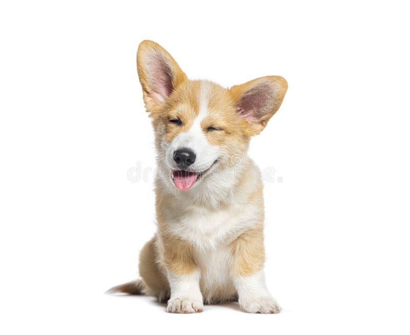 happy Puppy eyes closed, isolated on white royalty free stock photography