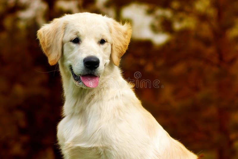 Happy puppy Golden Retriever walks in the autumn on the nature