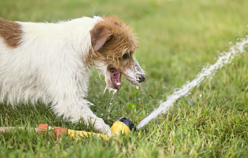 Happy puppy pet dog playing with water, drinking in summer. Happy wet puppy pet dog playing with water, drinking from sprinkler in summer royalty free stock image Happy puppy pet dog playing with water, drinking in summer. Happy wet puppy pet dog playing with water, drinking from sprinkler in summer royalty free stock image