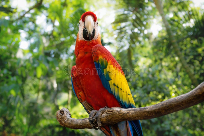 Happy red macaw or scarlet macaw Ara macao with green sunny jungle background in Macaw Mountain Bird Park, Copan Ruinas, Honduras