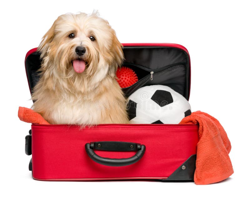 Happy reddish Bichon Havanese dog in a red traveling suitcase stock images Happy reddish Bichon Havanese dog in a red traveling suitcase stock images