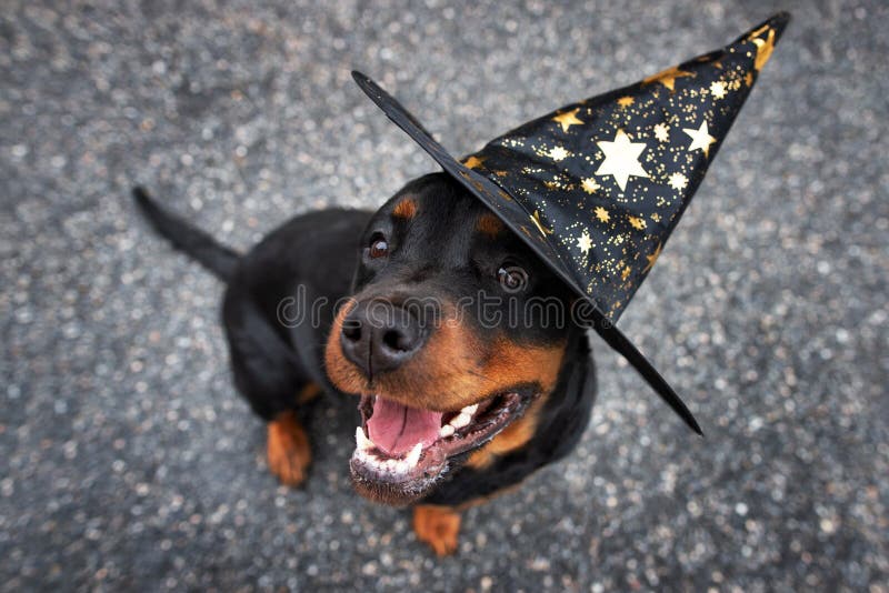 dog wizard hat