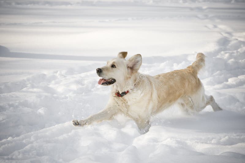 Happy running dog