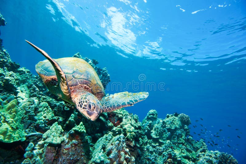 Happy sea turtle reef