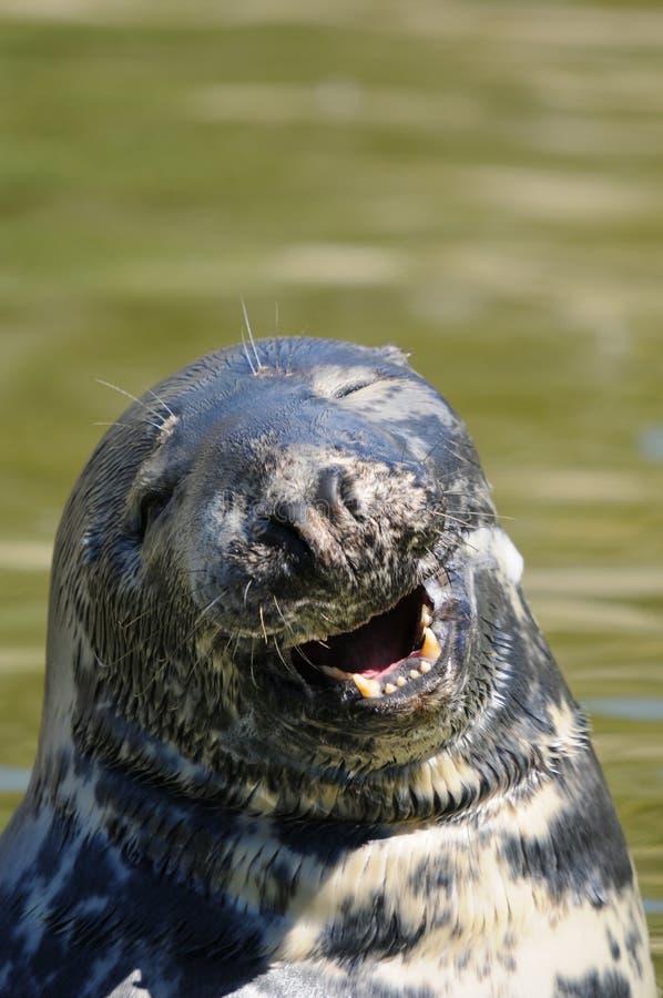 Harp seal tongue