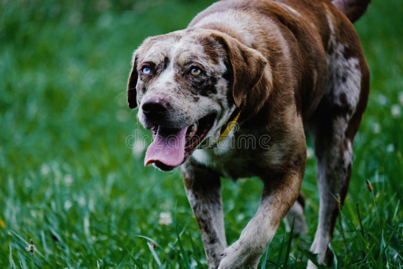 Happy Senior Dog. Happy dog shows Senior dogs can be active outdoors with smile stock image