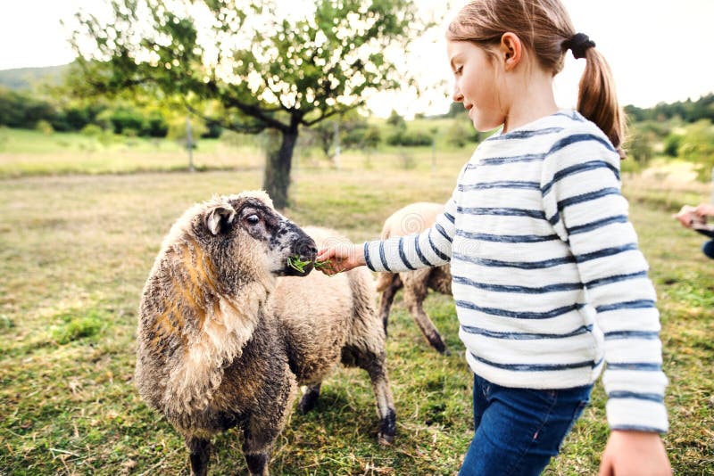A small girl feeding sheep on the farm. royalty free stock photos
