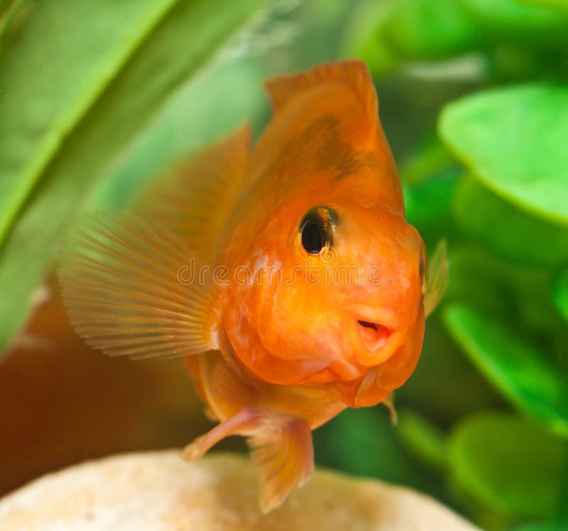 Happy Smile of Aquarium Fish Parrot Stock Photo Image of parrotfish