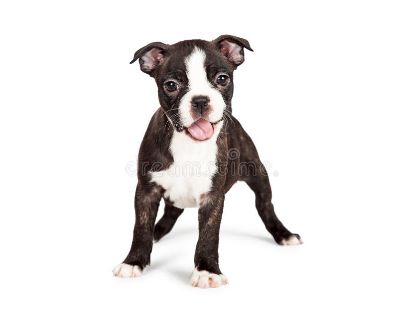 boston terrier valp boston terrier valp