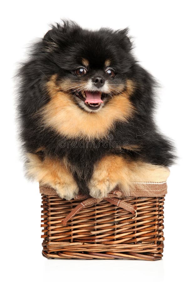 Happy Spitz Dog in Wicker Basket Stock Image Image of breed, whelp 144618921
