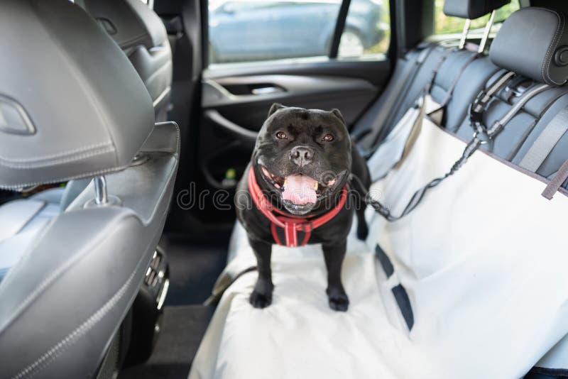Rhodesian Ridgeback Car Seat Covers (Set of 2) - Standing Rhodesian Ridgeback Car Seat Covers (Set of 2) - Standing