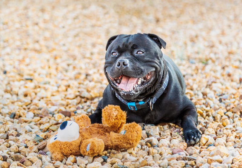 staffy teddy