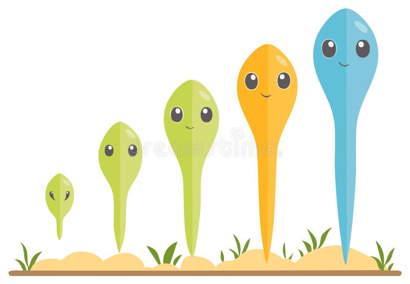 Happy Tadpole Frog Stages Evolution Life Cycle Cartoon Characters. Tadpole cute vectors