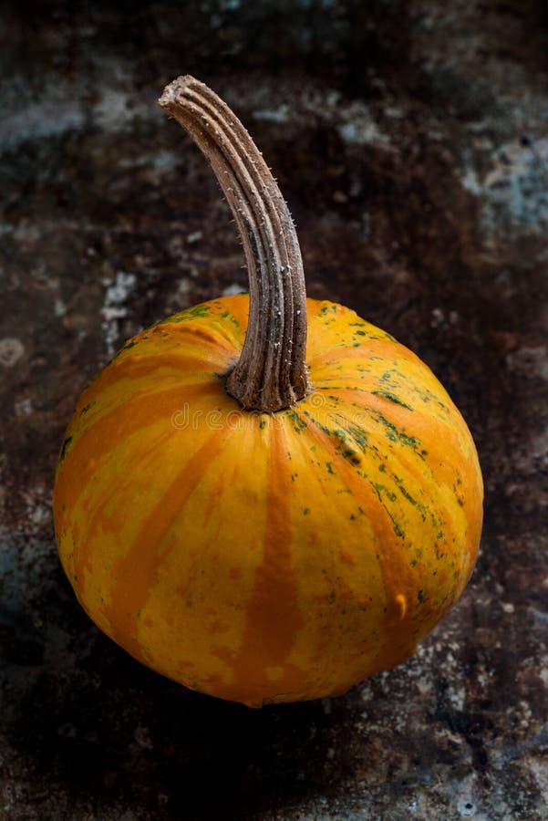 Happy Thanksgiving Background. Close up of a little decorative pumpkin, gourd, on rustic metal background. Autumn Harvest. royalty free stock photography Happy Thanksgiving Background. Close up of a little decorative pumpkin, gourd, on rustic metal background. Autumn Harvest. royalty free stock photography