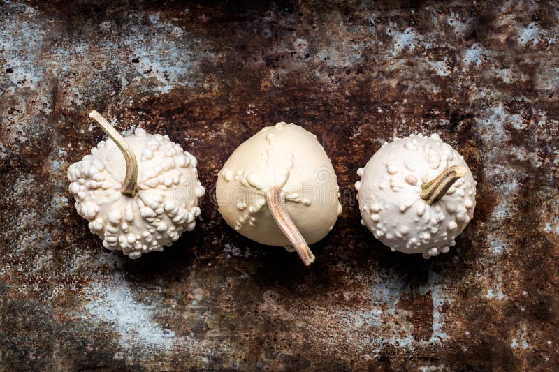 Happy Thanksgiving Banner. Three white pumpkins on rustic metal background with copy space. Autumn Harvest. stock image Happy Thanksgiving Banner. Three white pumpkins on rustic metal background with copy space. Autumn Harvest. stock image